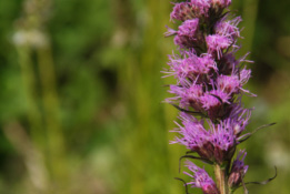Liatris spicata bestellen